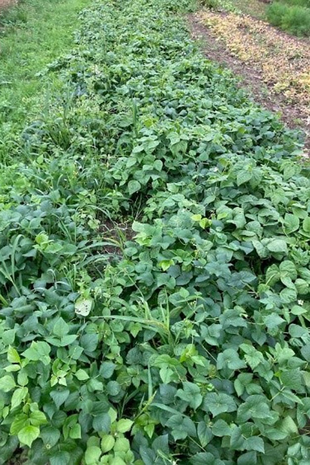 Rows of dwarf bean plants growing outdoors