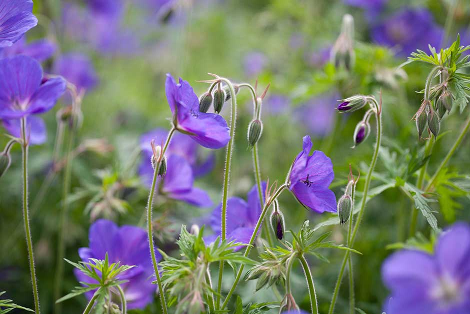 Discover geraniums