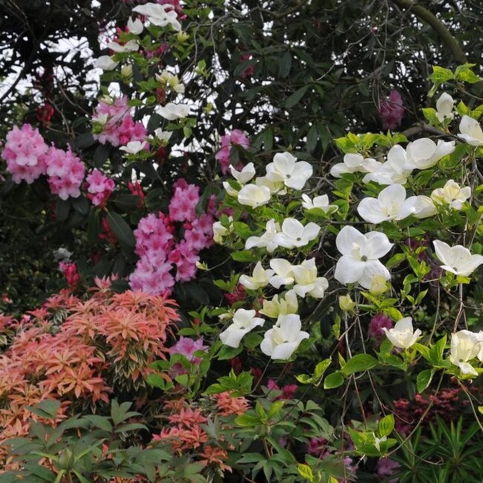 Pieris, Rhododendron and Cornus kousa thrive in acid soils