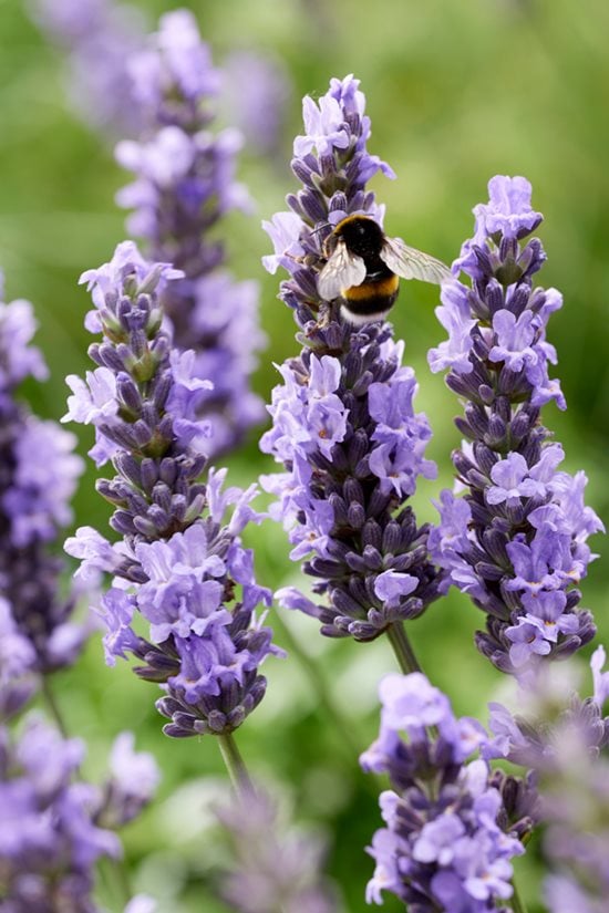 New plants: Lavender Sensational!® / RHS Gardening