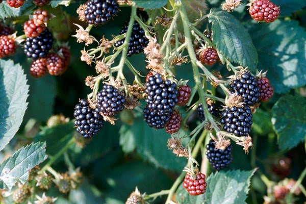 Planting Blackberries|Container Gardening|Bushel and Berries Baby Cakes  Blackberries - YouTube