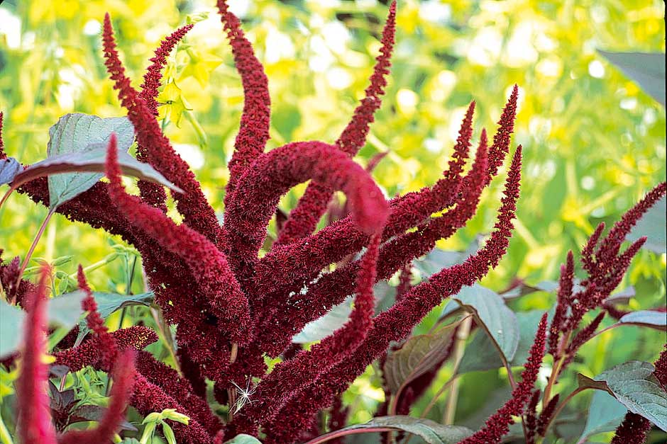 How to save amaranthus seed