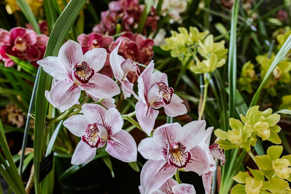 Orchid flower deals plant