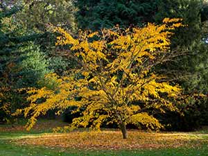 Trees - myths and folklore / RHS Campaign for School Gardening