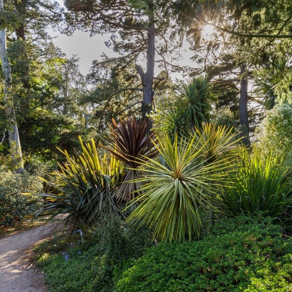 Evergreen plants can give your garden a tropical feel