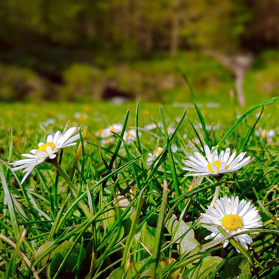 Daisies are often welcome additions to lawns.                    Image: © Shutterstock  