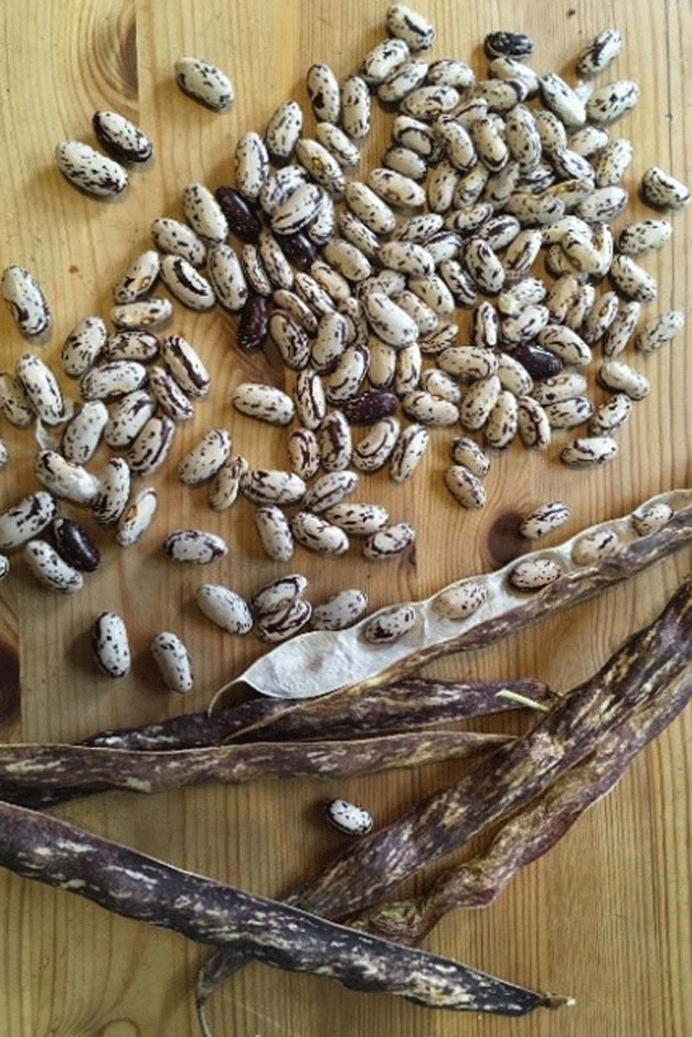 Shelled borlotti beans