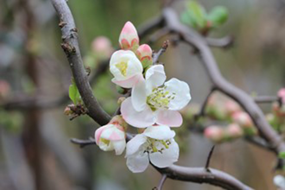 See the winners and finalists of the Threatened Plant of the Year 2024 ...