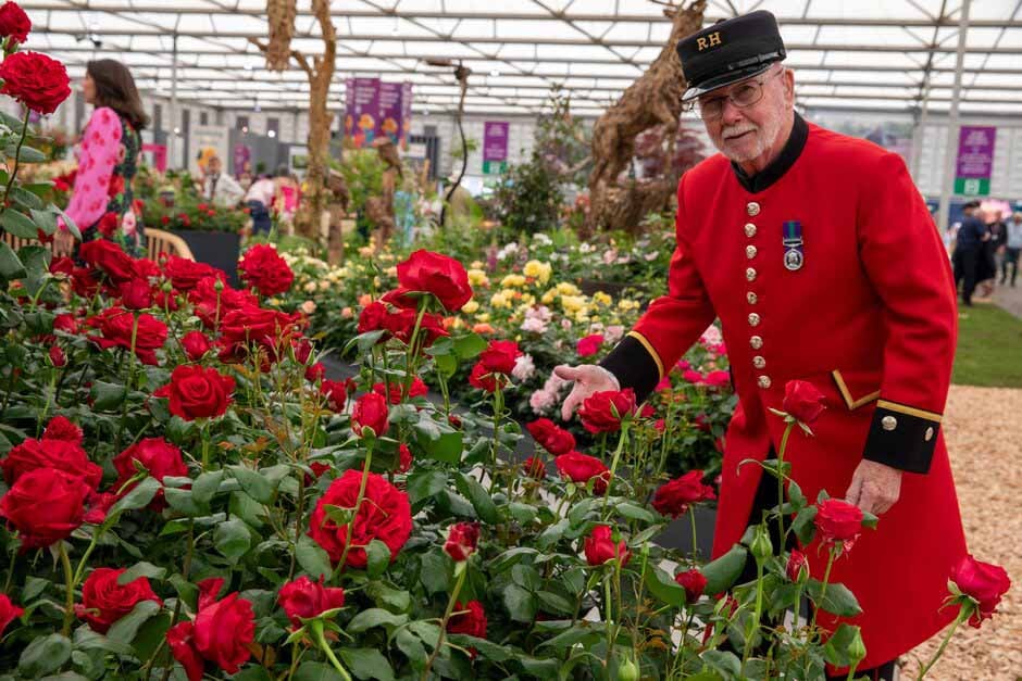 Rose 'Chelsea Pensioner' inside the Great Pavilion. RHS Chelsea Flower Show 2024