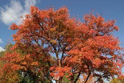 Rhs Experts' Top Tips For Small Garden Trees 