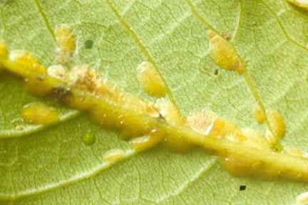 Check Fruit Trees for Scale Pests