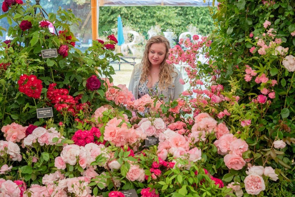 Visitor enjoys the Festival of Roses at RHS Hampton Court 2023