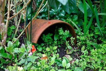 Ideas on attracting wildlife to your garden; expert advice from the 