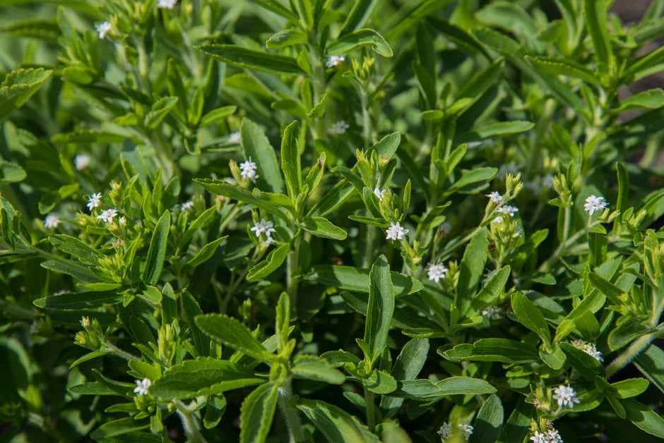 Stevia rebaudiana (candyleaf) plant