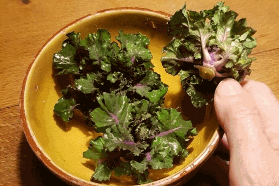 Kalettes in a bowl