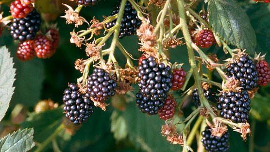 Blackberries 556x313 ?width=556&height=313