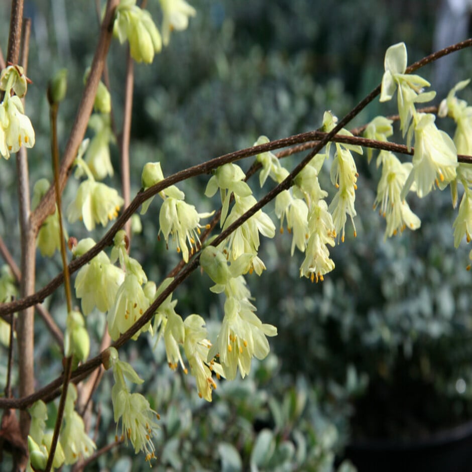 Corylopsis offers welcome spring colour