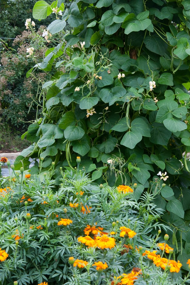 French marigolds planted next to a wigwam of French beans