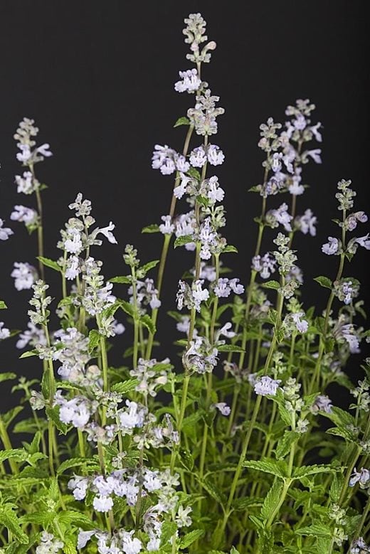 Nepeta x faassenii 'Crystal Cloud'