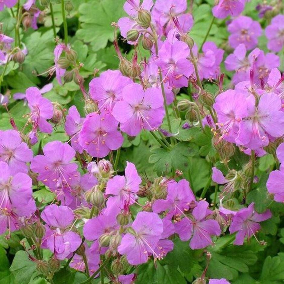 <i>Geranium macrorrhizum</i> ‘Velebit’ is ideal groundcover for pollinators