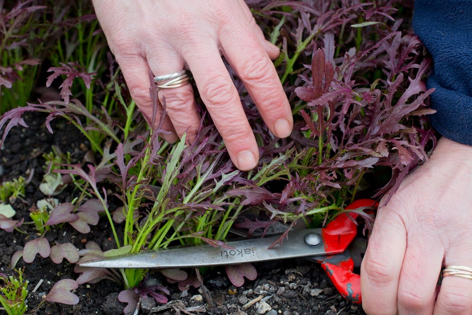 Harvesting tender leaves of kale ‘Red Russian’ for salad leaves