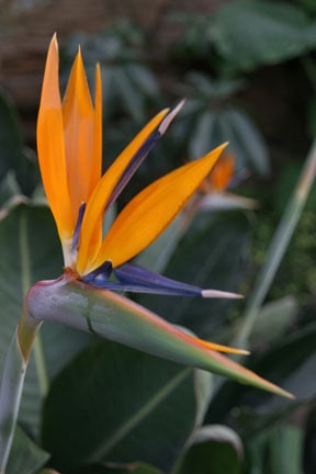 How to grow strelitzia / RHS Gardening