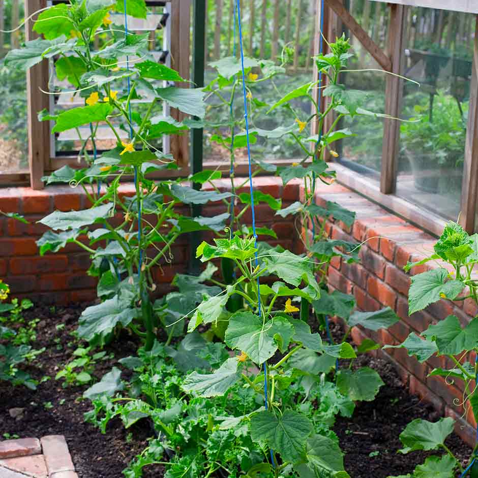 Growing vegetables in your greenhouse