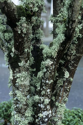 Moss On Lawns Rhs Gardening