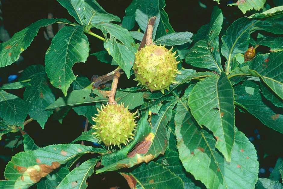 Don&#39;t confuse sweet chestnut with horse chestnutHorse chestnut conkers have short, spaced-out spines and rounded conkers inside, and leaves grow as a group of five to seven &lsquo;leaflets&rsquo;.