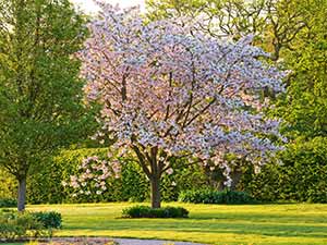 Trees - myths and folklore / RHS Campaign for School Gardening