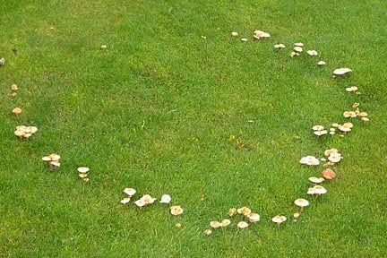 What's a fairy ring of mushrooms? Why is it a circle?