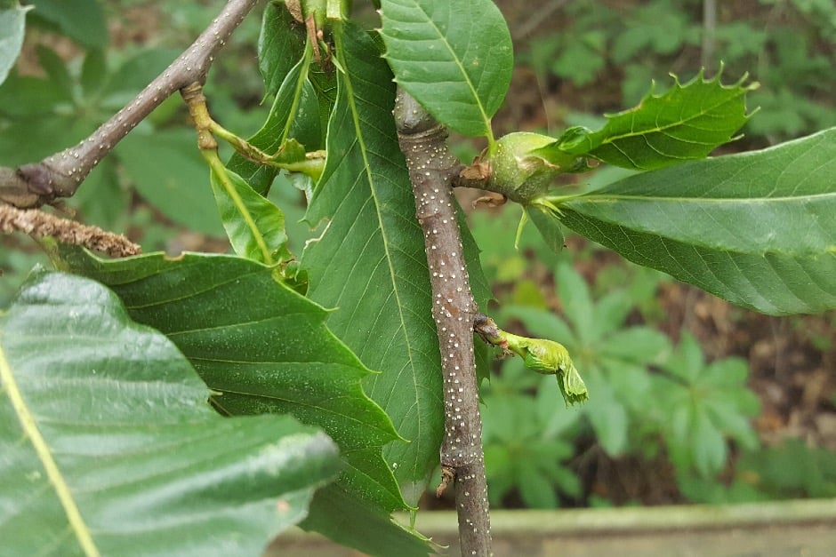 Stem symptomsOriental chestnut gall wasp causing galls at the leaf nodes of a sweet chestnut tree.