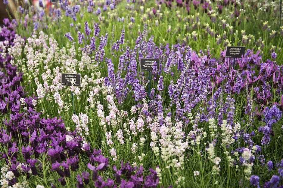 Where Can I Get Lavender Plants