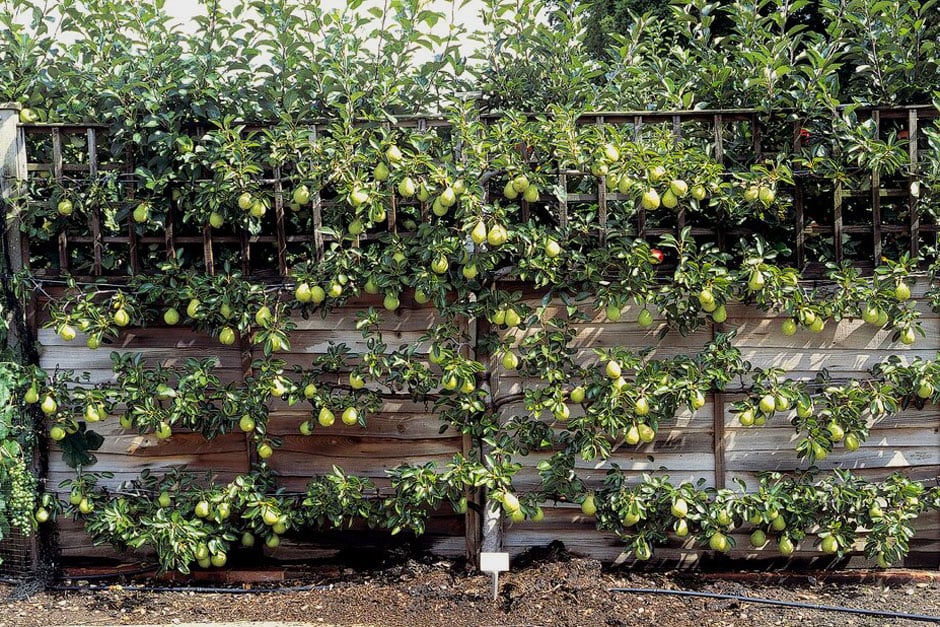 A trained pear espalier