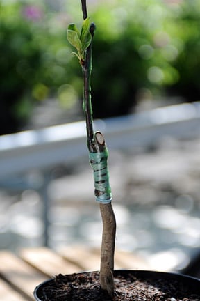 Master the Art of Grafting Grape Vines with Wax