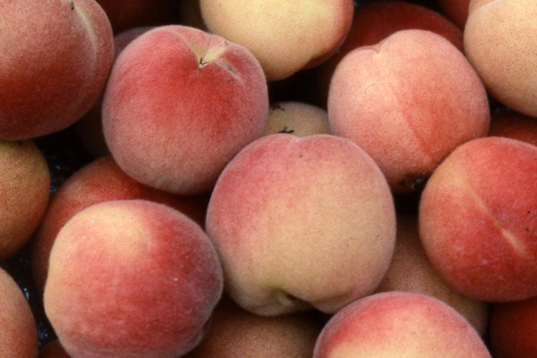 How to grow peaches RHS Gardening