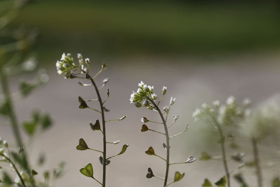 shepherds purse flowers and seed capsules