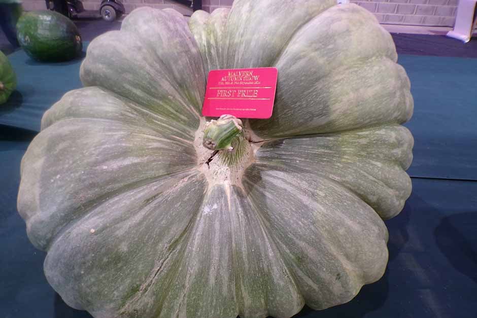 Giant Marrow