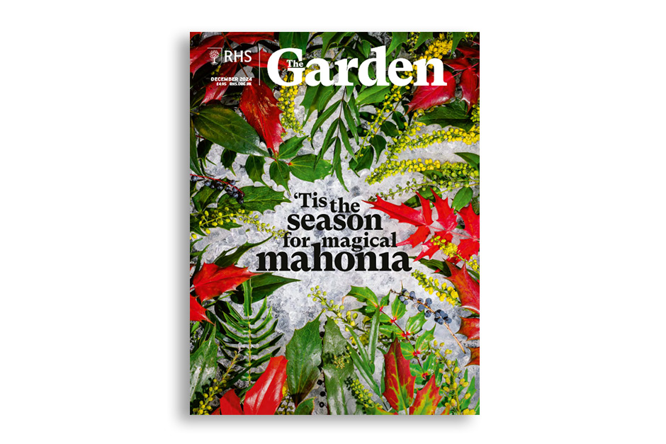 Discover elegant mahonias with fragrant golden blooms that bring a touch of sophistication to winter gardens. Explore the highs and lows, trends and talking points from a year in gardening. Uncover the history of Clematis cirrhosa var. purpurascens &lsquo;Freckles&rsquo; AGM &ndash; with Spanish island origins and meet the breeding maestro who saw its potential. Get four experts&rsquo; recommendations for winter pot fillers. Take a trip to a Devon garden, which has transformed into a masterpiece of contrasts.Available for members on RHS The Garden app.