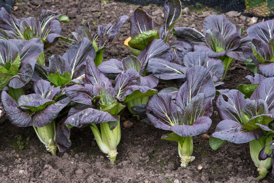 How to grow Pak Choi RHS Vegetables