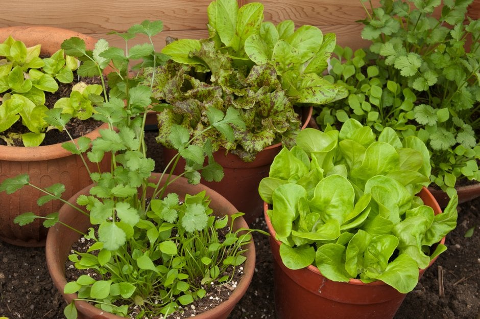 Salads in pots in the shade
