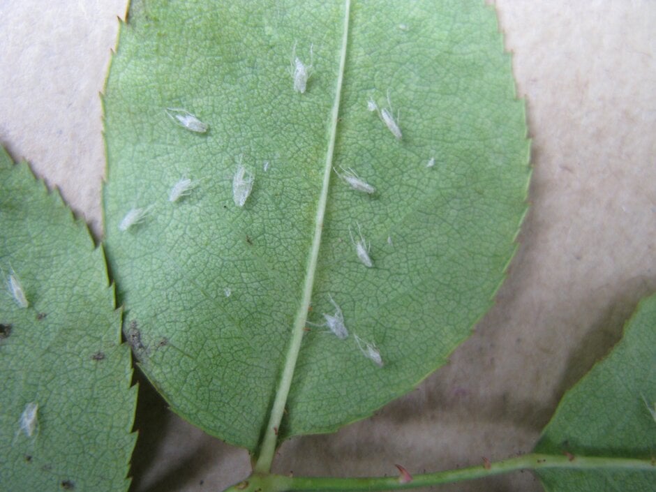 Rose leafhopper / RHS Gardening