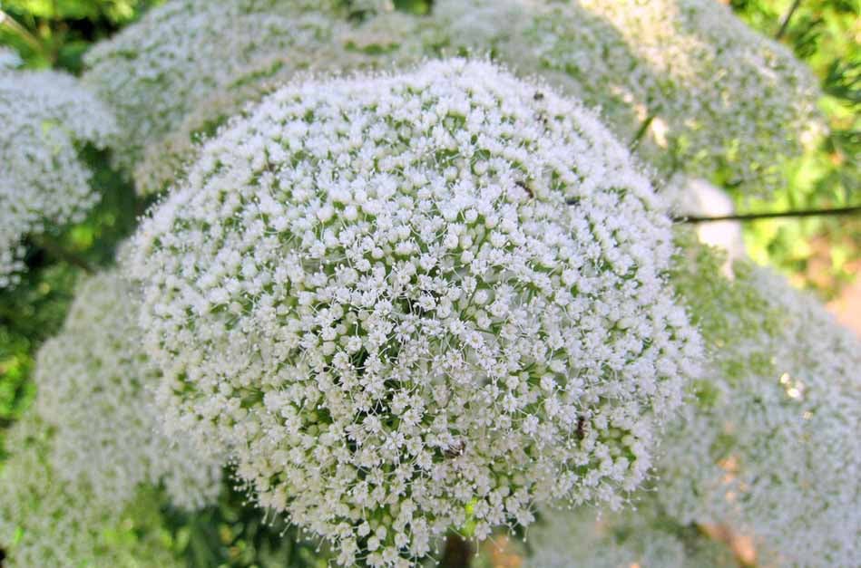 Plants in the Garden