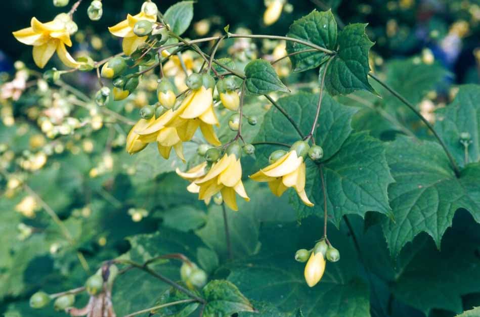 Plants in the Garden