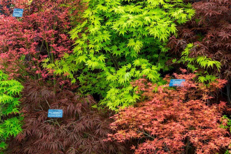 Plants in the Garden