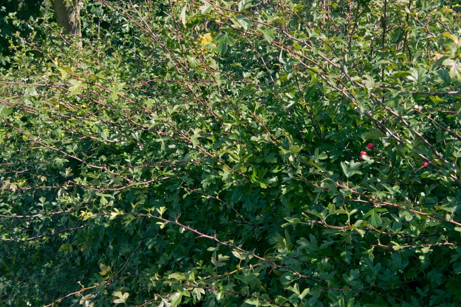 A native hawthorn hedge