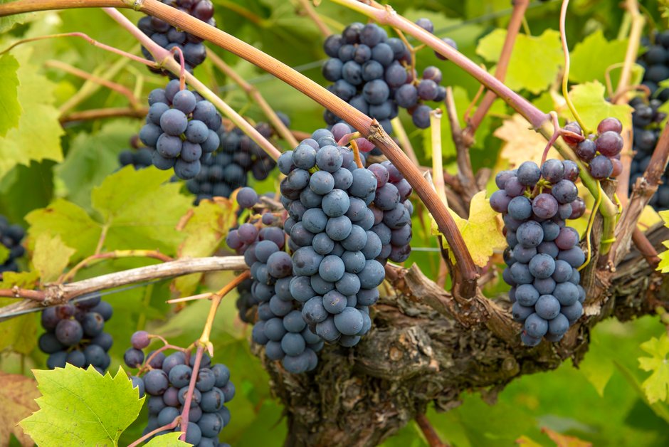 How to grow grapes RHS Gardening