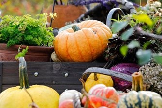 An October display of pumpkins, squash, red cabbage and potted parsley