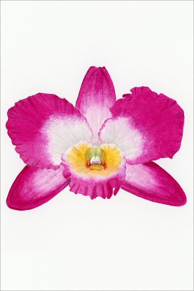 Orchid artwork