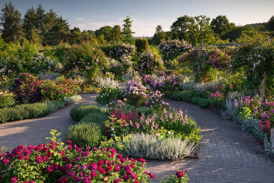 https://www.rhs.org.uk/getmedia/70d137b4-f469-4abe-9df1-4ca1800a7680/shrub-rose-garden-rhs-rosemoor.jpg?width=940&height=627&ext=.jpg